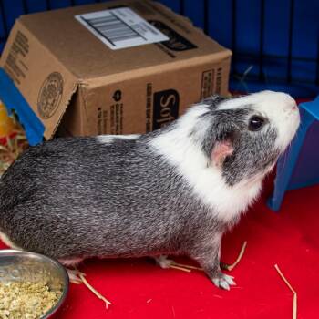 Rescue Guinea Pig Guinea Pigs for Adoption in Middletown, Rhode Island - Beans | PetCurious